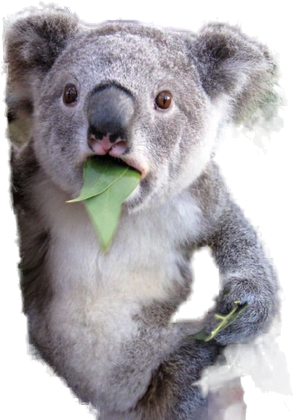 Surprised Koala meme character PNG with transparent background
