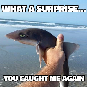 This is Bull, Shark meme template