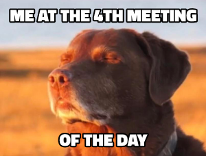 Dog Accepting Fate meme template