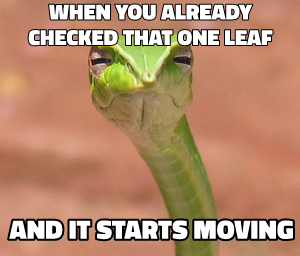 Skeptical Snake meme template